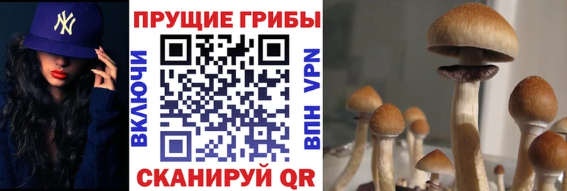 продажа наркотиков  Реутов  Галлюциногенные грибы Psilocybe 
